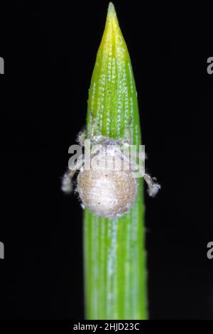 Le puceron à aiguilles de pin gris parasitisé - Schizolachnus pineti est commun et répandu en Europe et dans certaines régions d'Asie et introduit en Amérique du Nord. Banque D'Images