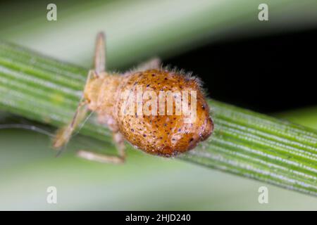 Le puceron à aiguilles de pin gris parasitisé - Schizolachnus pineti est commun et répandu en Europe et dans certaines régions d'Asie et introduit en Amérique du Nord. Banque D'Images