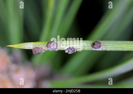 Le puceron à aiguilles de pin gris parasitisé - Schizolachnus pineti est commun et répandu en Europe et dans certaines régions d'Asie et introduit en Amérique du Nord. Banque D'Images