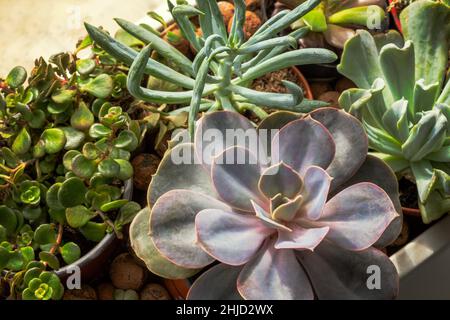 plantes succulentes, gros plan Banque D'Images