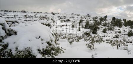 Une oliveraie dans les montagnes de Judée, près de Jérusalem, Israël, après une tempête de neige, son arbre se pliant sous le poids de la neige. Banque D'Images