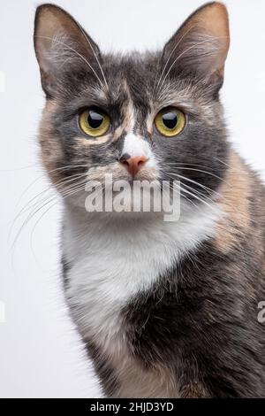 Portrait d'un chat court à pois assis.Un chaton tricolore mongrel regarde devant vous.Animal doux avec fourrure grise sur fond blanc.Yeux, visage proche u Banque D'Images