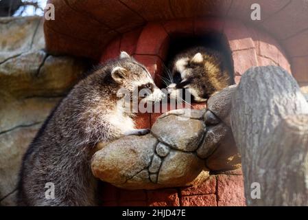 Deux ratons laveurs mignons et drôles s'embrassant dans le jardin zoologique. Banque D'Images