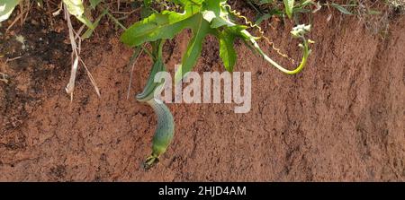 Luffa aegyptiaca, Minas Gerais, Brésil Banque D'Images