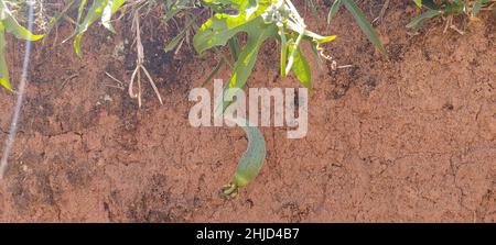 Luffa aegyptiaca, Minas Gerais, Brésil Banque D'Images