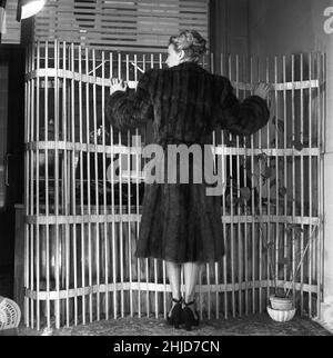 Femme dans les 1940s.Un modèle de mode photographié portant un manteau de fourrure sur un fond créatif.Suède 1948 réf. Kristoffersson AF10-2 Banque D'Images