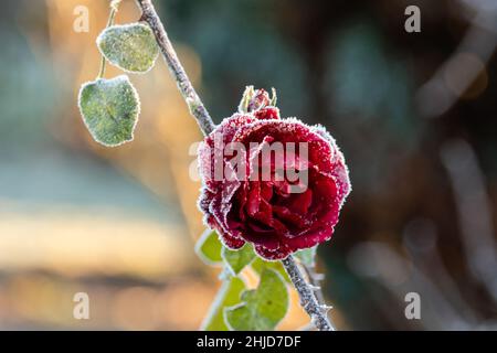 rose rouge recouverte de givre blanc Banque D'Images