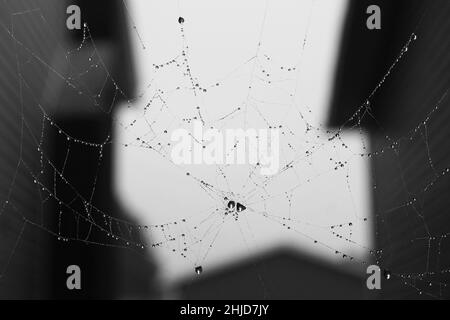 Gros plan de gouttes de pluie capturées dans une toile d'araignée suspendue entre deux maisons. Banque D'Images