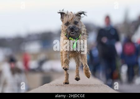 Border Terrier en cours d'exécution Banque D'Images