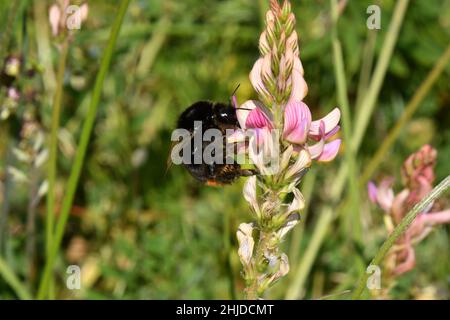 Une abeille pumble extrayant le nectar d'une Sainfoin 'Onobrychis vicifolia'pollinisant la fleur en même temps.Sainfoin est cultivé comme une culture fourragère sur lim Banque D'Images