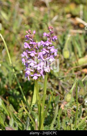 Orchid parfumé commun,Gymnadenia conopsea,Orchid parfumé à la craie,poussant sur le fond de craie dans Wiltshire.UK Banque D'Images