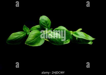 Bouquet de feuilles de basilic pour la cuisson Banque D'Images