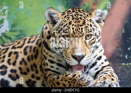 Leopard, respectivement Panther avec le nom latin Panthera pardus.Vue de face de la bête. Banque D'Images