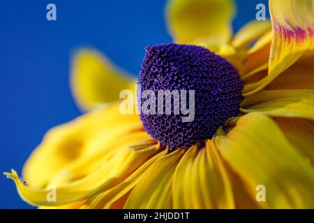 Le Rudbeckia, Gloriosa Daisy fleurissent en gros plan sur un arrière-plan flou. Banque D'Images