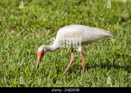 Ibis blanc Banque D'Images