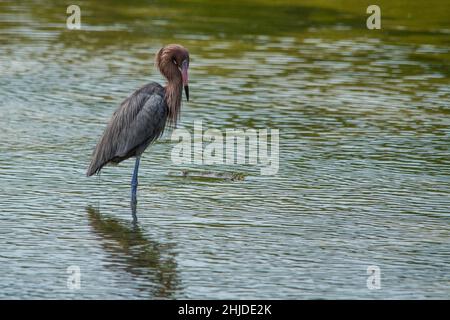 Egret rouge à la recherche d'un poisson à manger. Banque D'Images