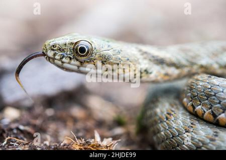 Serpent à dés (Natrix tessellata), serpent semi-aquatique de la famille des Narricidae. Banque D'Images