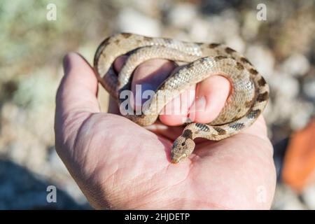 Serpent européen de chat (Telescopus fallax). Banque D'Images