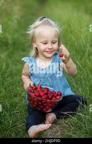 Saison de récolte d'été.Cerises biologiques saines. Banque D'Images