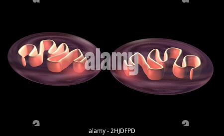 Division de cellule .Séparation des mitochondries, réplication de l'ADN.3d rendu de l'illustration Banque D'Images