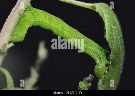 Petite chenille verte appelée False Looper (Trichoplusia ni) se déplaçant sur une branche pour se nourrir sur les feuilles. Banque D'Images