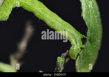 Petite chenille verte appelée False Looper (Trichoplusia ni) se déplaçant sur une branche pour se nourrir sur les feuilles. Banque D'Images