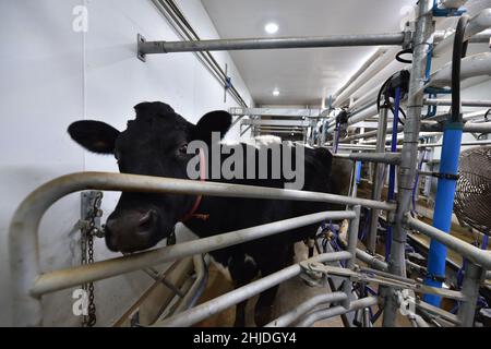 Shavertown, États-Unis.27th janvier 2022.Une vache est vue être laitée dans le salon de traite pendant la baisse de température.avec les températures baissent et en dessous, les emplois des agriculteurs deviennent plus difficiles.Garder les animaux au chaud et en bonne santé est prioritaire.(Photo par Aimee Dilger/SOPA Images/Sipa USA) crédit: SIPA USA/Alay Live News Banque D'Images