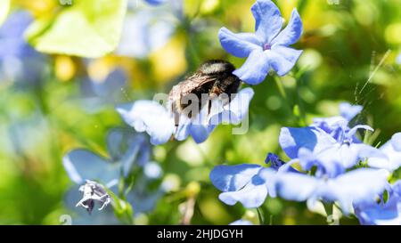 Photographie macro Bumblebee.Une grosse bourdon poilue se trouve sur une fleur périWinkle.Un insecte pollinise la plante en gros plan.Une abeille recueille le pollen an Banque D'Images