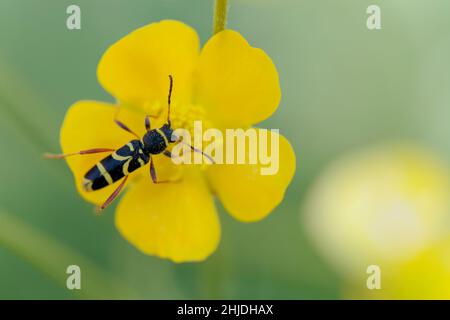 Le longicorne Clytus arietis est assis sur une fleur jaune Banque D'Images