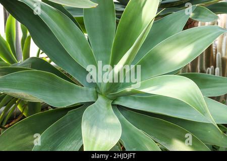 magnifique vert cactus Banque D'Images