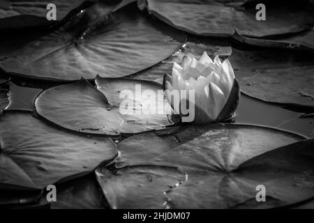 Gros plan en niveaux de gris d'une fleur de nénuphar blanc et de feuilles flottant sur l'eau Banque D'Images