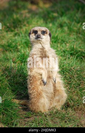 Meerkat adulte ( Suricata suricata), situé en captivité au zoo de Five Sisters, West Calder, West Lothian, Écosse, Royaume-Uni. Banque D'Images