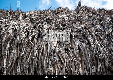 Feuilles de Banana séchées sur les toits de quelques maisons à Palomino, Colombie Banque D'Images