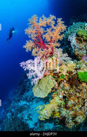 Un plongeur explore une pente raide dominée par les colonies de coraux mous de Dendronepthya.Vatu-i-ra, Fidji, Océan Pacifique Banque D'Images