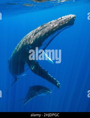 Une mère de baleine à bosse et un veau, Megaptera novaeangliae, montent pour respirer.Moorea, Polynésie française, Océan Pacifique Banque D'Images