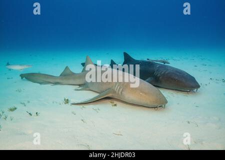 Une paire d'Nurse Sharks, Ginglymostoma cirrhotum, présentent une variation considérable de la couleur.Bimini, Bahamas, Océan Atlantique Banque D'Images