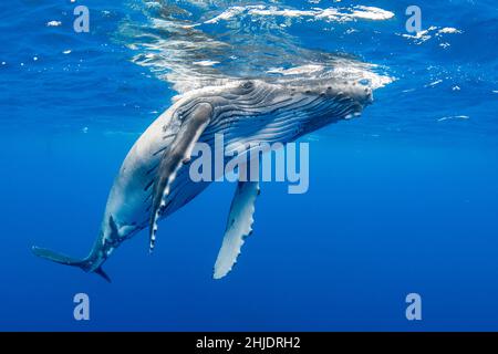 Une baleine à bosse juvénile, Megaptera novaeangliae, a des surfaces à respirer.Moorea, Polynésie française, Océan Pacifique Banque D'Images