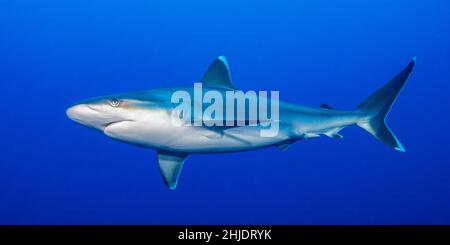 Requin Silvertip, Carcharhinus albigarginatus, récifs Pères, Baie de Kimbe, Papouasie-Nouvelle-Guinée,Océan Pacifique Banque D'Images