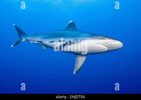 Requin Silvertip, Carcharhinus albigarginatus, récifs Pères, Baie de Kimbe, Papouasie-Nouvelle-Guinée,Océan Pacifique Banque D'Images