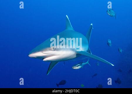 Requin Silvertip, Carcharhinus albigarginatus, récifs Pères, Baie de Kimbe, Papouasie-Nouvelle-Guinée,Océan Pacifique Banque D'Images