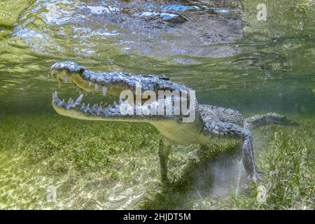 Crocodile américain, Crocodylus acutus, Banque Chincorro, Mer des Caraïbes, Mexique Banque D'Images