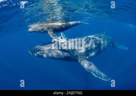 Baleine à bosse mère et veau, Megaptera novaeanglae, naviguant près de la surface.Ha'apai, Tonga, Océan Pacifique Banque D'Images