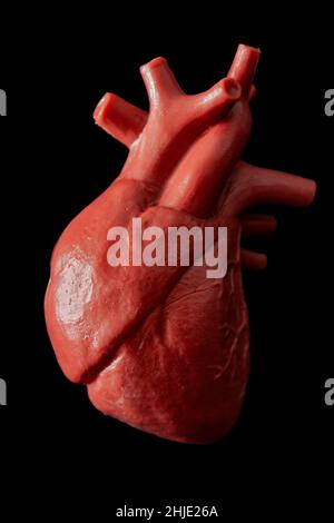 Concept de cardiologie, transplantation d'organes et médecine cardiovasculaire avec un modèle médical en plastique d'un coeur isolé sur fond noir avec contraste élevé Banque D'Images