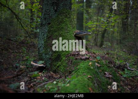 champignon de la forêt dans la couronne de l'arbre surcultivé avec de la mousse Banque D'Images