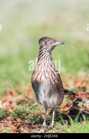 Portrait d'un grand roadrunner au Texas, États-Unis Banque D'Images