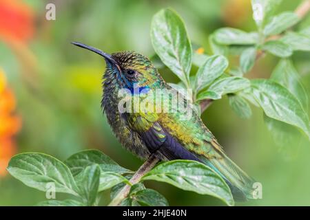 Colibris mexicain perché sur un arbre Banque D'Images