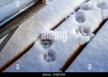Gros plan de texture de l'empreinte d'un chat sur une terrasse couverte de neige par une fenêtre ouverte Banque D'Images