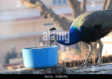 belle eau potable de paon. Banque D'Images