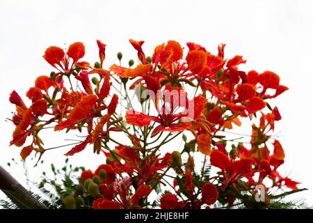 fleurs de paon orange sur l'arbre poinciana. Isolé sur blanc Banque D'Images