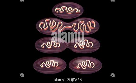 Division de cellule .Séparation des mitochondries, réplication de l'ADN.Stades de la reproduction microbienne .3d rendu de l'illustration Banque D'Images